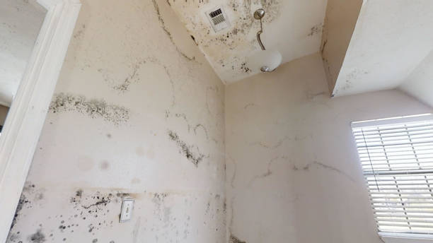 Best Industrial Mold Remediation  in Bayport, MN