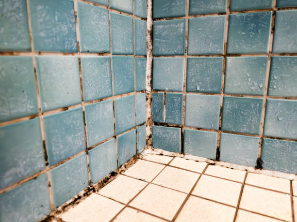 Best Post-Construction Mold Inspection  in Bayport, MN