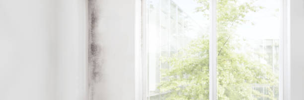 Best Asbestos and Lead Testing During Mold Inspection  in Bayport, MN