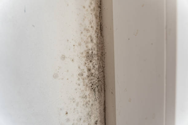 Best Emergency Mold Remediation  in Bayport, MN