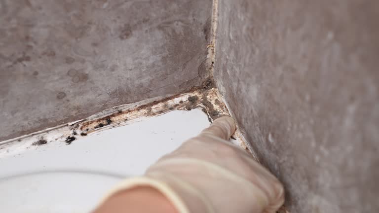 Best Commercial Mold Inspection  in Bayport, MN
